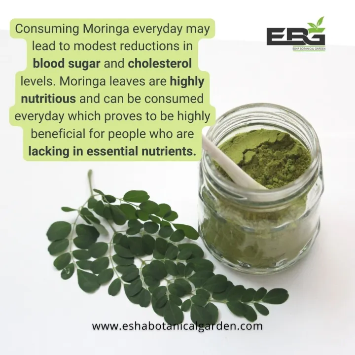 Moringa%20Oleifera%20(Suhanjna)%20Leaf%20Powder%20100g%20-%20Image%204