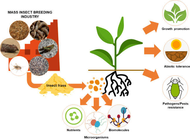 mealworm%20frass%20fertilizer%20(1%20kg)%20-%20Image%204