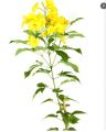 Tecoma Vine, Goudichoudi (Yellow Flower) - Plant. 