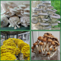 25 Pack Mushroom Grow Bags Polypropylene Mushroom Spawn Bag 8X5X20Inch with Breathable for Substrates Strong Tear. 