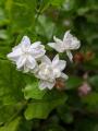 Jasmine Live Plant. 