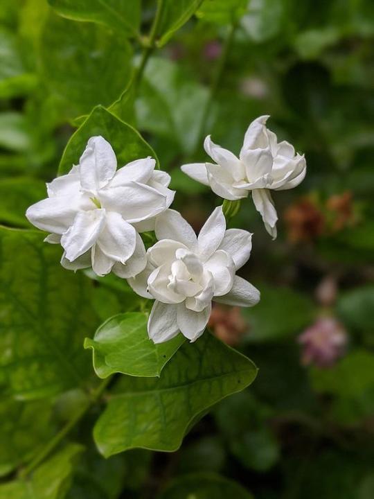 Jasmine%20Live%20Plant%20-%20Image%202