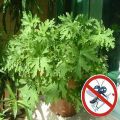 Anti Mosquito Grass Seeds. 