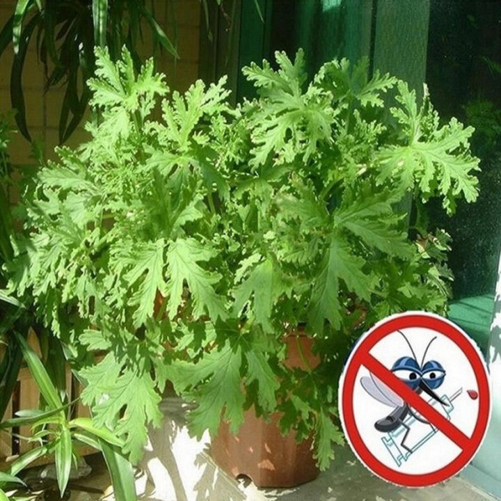 Anti Mosquito Grass Seeds