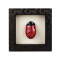 Decorated Stone – Lady Bird | Painted Stones for Decor | Stone Art Painting | Hand Stone Paintings For Wall with Frame | Hand Stone Paintings For Wall Decoration | Home Decoration. 
