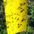 Yellow Signs, Yellow Stickers, Sticky Insect Traps, Fly Trap, Yellow Trap, Professional Yellow Sticker Yellow Sticky Paper for Whiteflies and Aphids, Leaf Mountainman. 
