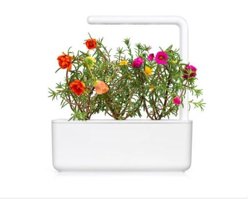 Moss%20Rose%20Plant%2010%20Cutting%20-%20Image%206