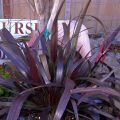 Asiatica Purple Crinum Lily Plant. 
