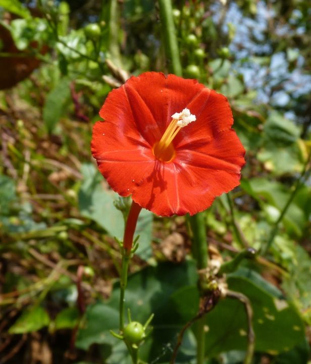 MEXICAN IMPORTED Morning Glory Flowers SCARLET ORANGE Color LUCKY PLANT Summer/Spring Vine Creeper 10 FT tall 6 FT wide IPOMOEA Flower Seeds BY GREEN GOLD