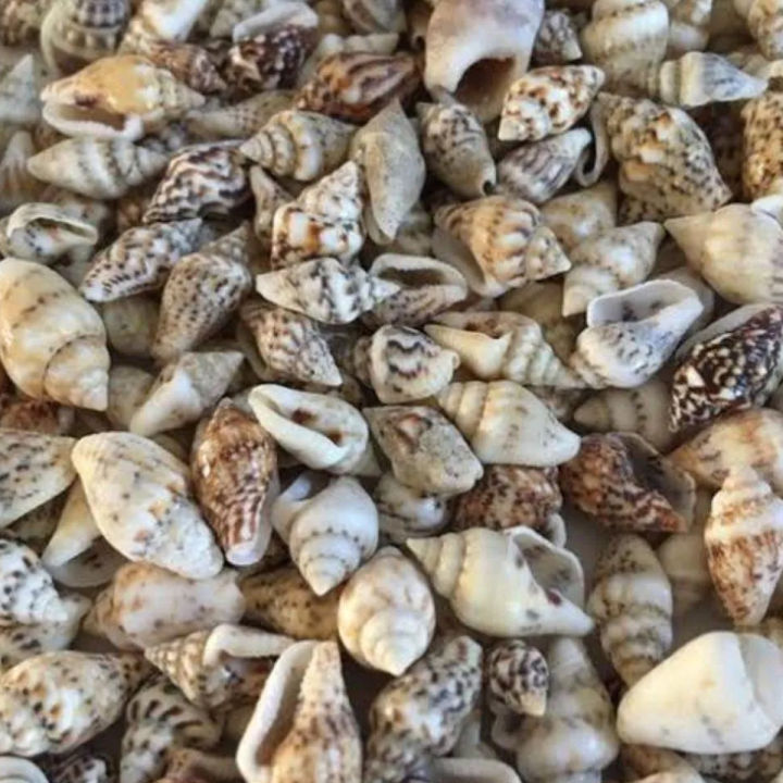 200 Natural Sea Shells Pack
