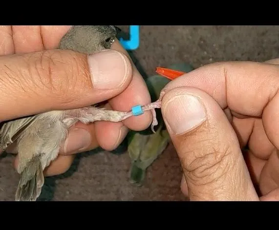 Java%20Sparrows%20Plastic%20Cut%20Rings%2010-50-100%20Rings%20(%20Mix%20Colors%20)%20%E2%80%93%203.5mm%20(Imported)%20-%20Image%203