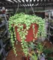 String of Pearls Succulent Seeds. 