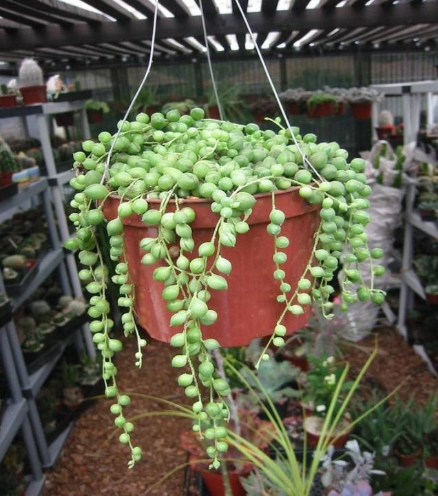 String of Pearls Succulent Seeds
