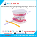 IBEX SCIENNCES Teeth Model PVC Material with Toothbrush Teeth Dentist Classroom Lab Teaching Tools Student Educational Toys. 