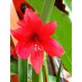 Red Lilly Flower Bulbs 1 Fresh Bulb. 