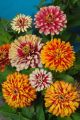 20+ Zinnia Flower Seeds - Whirlygig Mix Color Seeds. 