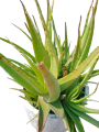 Fresh Aloe Vera Plant Leaves Pack of 5 Leaves 100% Natural Aloe Vera Gel for Skincare/Live plant of aloe vera with roots (no pot). 