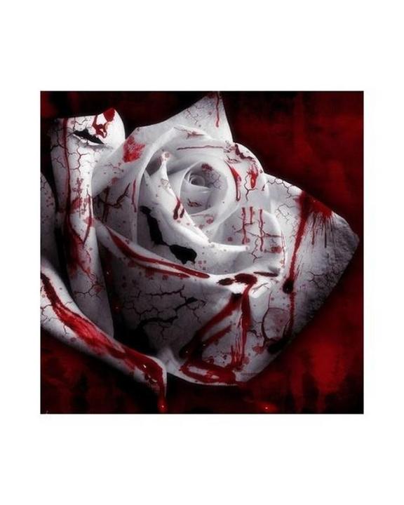 Rarest White Blood Rose Flower Seeds
