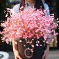 Gypsophila / Baby Breath Mix Color Flower Seeds Home Kitchen Gardening. 