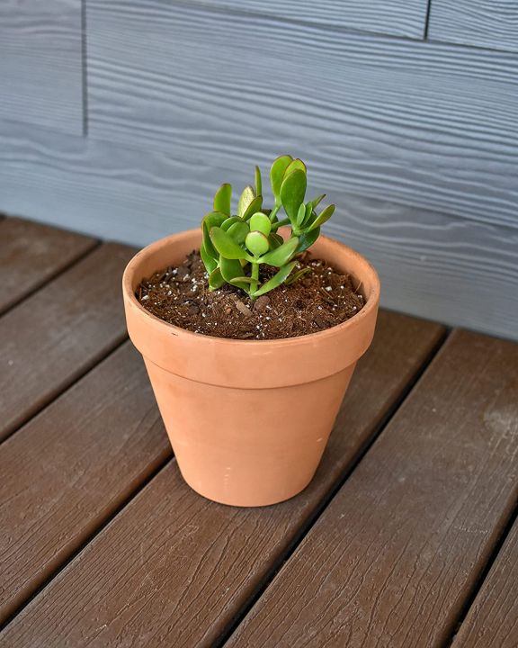 House%20Plant%20and%20Tropical%20Plant%20Potting%20Soil,%20Re-Potting%20Soil%20for%20All%20Types%20of%20Indoor%20House%20Plants,%20House%20Plant%20Re-Potting%20Soil,%201%20kg%20-%20Image%202