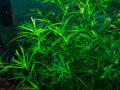 Guppy Grass (Egeria najas)/aquarium plants/aquarium decoration. 