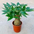 High Quality Bonsai Seeds (2pcs/bag) Pachira Tree Seeds for Sale Pachira Dwarf Money Tree Plant Seeds Lucky Plant Pachira Aquatica Tree Seeds for Planting Indoor Ornamental Plants Air Plants Real Live Plants for Sale Easy Planting Home Garden Decoration. 