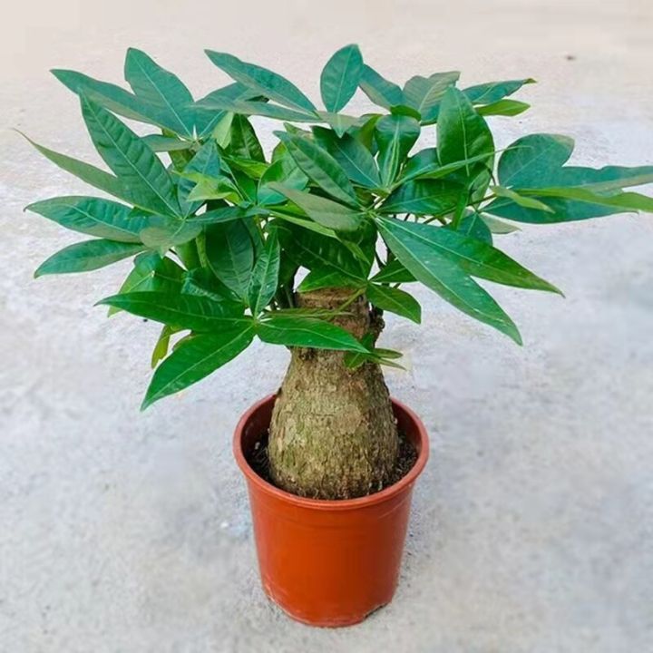 High Quality Bonsai Seeds (2pcs/bag) Pachira Tree Seeds for Sale Pachira Dwarf Money Tree Plant Seeds Lucky Plant Pachira Aquatica Tree Seeds for Planting Indoor Ornamental Plants Air Plants Real Live Plants for Sale Easy Planting Home Garden Decoration