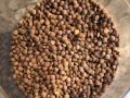 Daal Kali Masoor / Black Lentils Premium 1kg. 