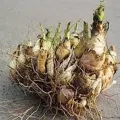 Tuberose flower bulbs NOT SEEDS PACK OF 40 BULBS BY HK DEALER. 