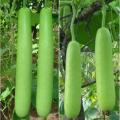 Long Gourd Desi Fast Growing Seeds - Kitchen Gardening Vegetable Seeds. 