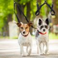 Double Leash Coupler for Large Dogs Adjustable Heavy Duty Nylon Splitter for Two Big Dogs. 