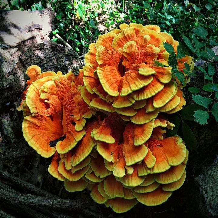 Chicken of the Woods Mushroom Spawn Seeds