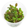 Hygrophila sp. "Brown" Aquarium [ Live ] Plant. 