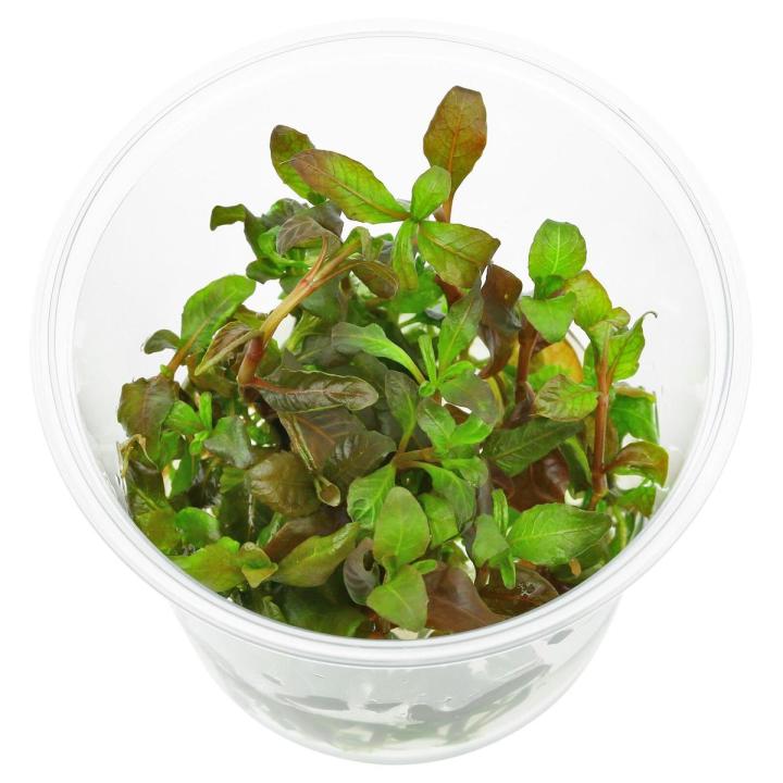 Hygrophila sp. "Brown" Aquarium [ Live ] Plant