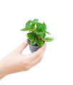 Iresine Herbstii BeafSteak Garden-Plant |Best for Seed Garden & Home Decoration|. 