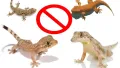 Lizard killer spray | Lizard killer injection | Lizard killer liquid very effective and good quality. 