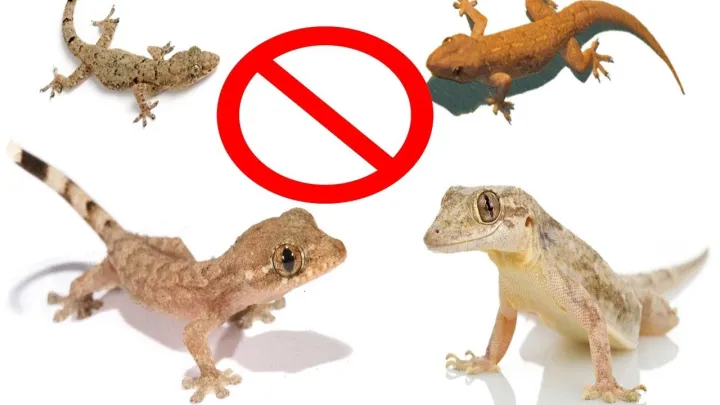 Lizard%20killer%20spray%20%7C%20Lizard%20killer%20injection%20%7C%20Lizard%20killer%20liquid%20very%20effective%20and%20good%20quality%20-%20Image%202