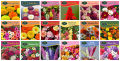 20 Pack Winter Flower seeds for Garden. 