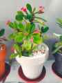 Decoration pack of 5 Round crown pot  6 x 6 inch. 