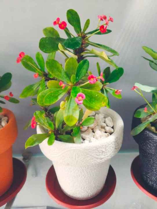 Decoration%20pack%20of%205%20Round%20crown%20pot%20%206%20x%206%20inch%20-%20Image%207