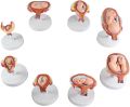 Fetus Development Model,Models Of Stages Of Pregnancy And Embryonic Development Pregnancy Fetus Model Teaching Equipment Set Of 8 Models. 