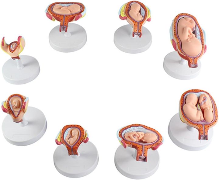 Fetus Development Model,Models Of Stages Of Pregnancy And Embryonic Development Pregnancy Fetus Model Teaching Equipment Set Of 8 Models