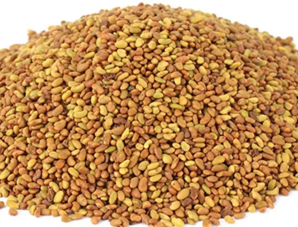 Alfa%20Alfa%20Seeds%20100gm%20-%20Image%204