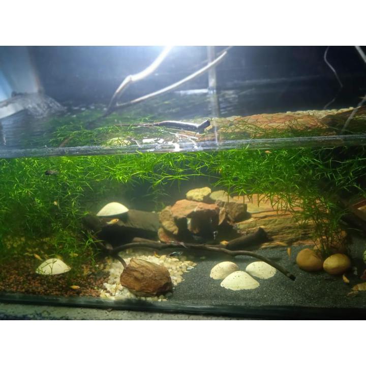 Guppy Grass / Aquarium live grass / Najas Grass Live Aquatic Aquarium Low Tec Plant Bunch of 10 Stems