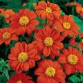 4 Packets - Different Varieties Portulaca Tithonia Red Sunflower Spring Summer Season Flower Seeds. 