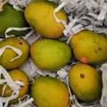 Anwar Ratol Mango 2.5KG. 
