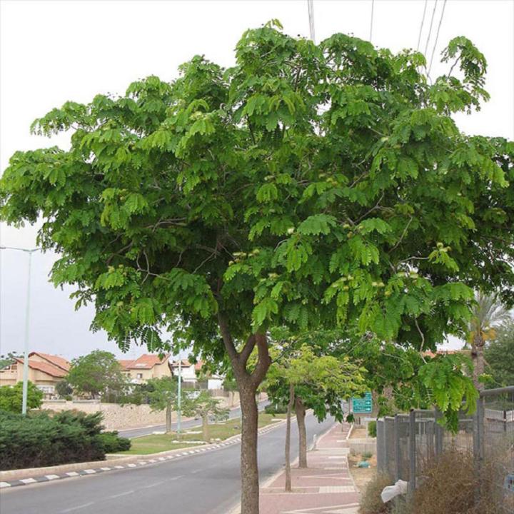 Shareen / Albizia / Lebbeck Tree Seeds High Germination Rate