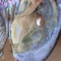 The Gift Of Nature! Natural Pearl Mussel Vacuum-pack Oyster With 6-8 MM Pearls Inside White Pink Purple 3Colors Beads. 