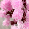 DIY Growing Tree Paper Sakura Crystal Trees Desktop Cherry Blossom Toys Paper Tree Gift Novelty Toy Exploring Science. 