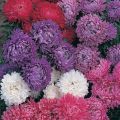 Aster Milady Mix Flower Seeds, Home Kitchen Gardening. 